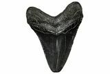 Fossil Megalodon Tooth - South Carolina #328748-1